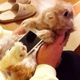 Illustration for article titled Dont Use Real Rabbits as Your Smartphone Case